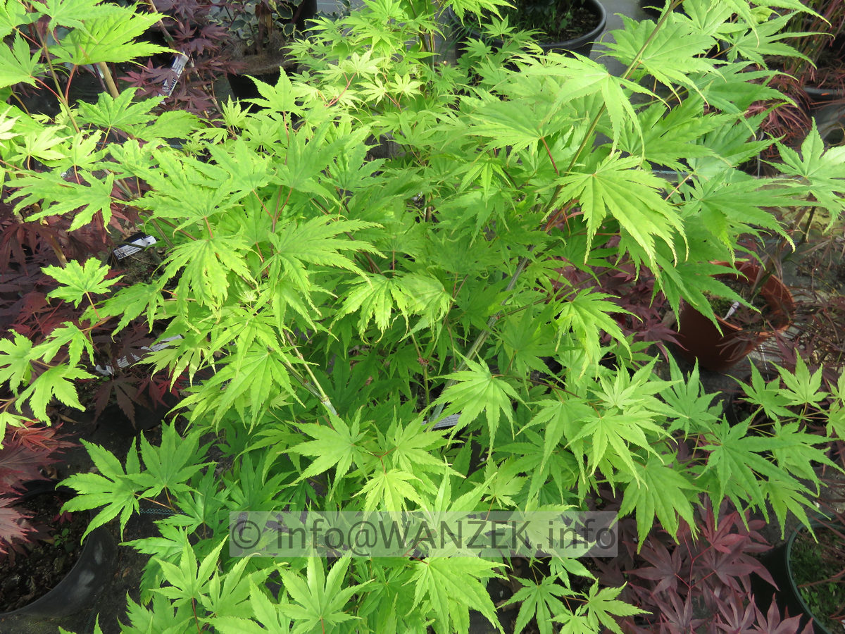 Acer palmatum Ki Hachi jo - Austrieb02.JPG